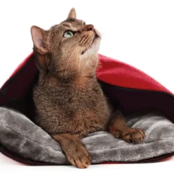 Hunter By Laura Caverne Pour Chats Rouge -Promos Patou Noir Magasin fre pl Hunter by Laura Caverne pour Chats rouge 16630 3