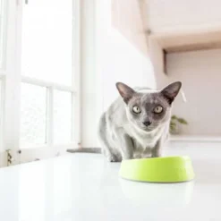 OH Bowl® Bol Pour L'hygiène Buccale Des Chats Vert -Promos Patou Noir Magasin fre pl OH Bowl R Bol pour lhygiene buccale des chats Vert 29736 3