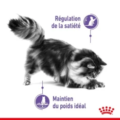 ROYAL CANIN Appetite Control Care 3,5kg -Promos Patou Noir Magasin fre pl ROYAL CANIN Appetite Control Care 3 5kg 13158 3