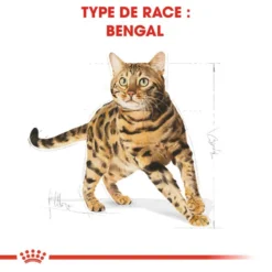 ROYAL CANIN Bengal Adult 2kg 12 ROYAL CANIN Bengal Adult 2kg -Promos Patou Noir Magasin fre pl ROYAL CANIN Bengal Adult 2kg 15883 3