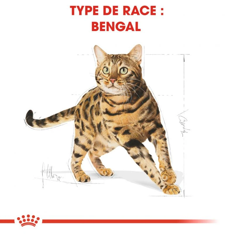 ROYAL CANIN Bengal Adult 2kg 7 ROYAL CANIN Bengal Adult 2kg – Image 5