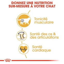 ROYAL CANIN British Shorthair Adult 2kg -Promos Patou Noir Magasin fre pl ROYAL CANIN British Shorthair Adult 2kg 15953 4