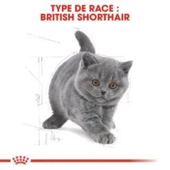 ROYAL CANIN British Shorthair Kitten 2kg -Promos Patou Noir Magasin fre pl ROYAL CANIN British Shorthair Kitten 2kg 16882 6