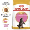 ROYAL CANIN Maine Coon Kitten 10kg -Promos Patou Noir Magasin fre pl ROYAL CANIN Maine Coon Kitten 10kg 16072 1