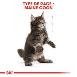 ROYAL CANIN Maine Coon Kitten 400g X2 -Promos Patou Noir Magasin fre pl ROYAL CANIN Maine Coon Kitten 400g x2 30770 5