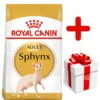 ROYAL CANIN Sphynx Adult 10kg + Surprise Pour Votre Chat GRATUITES ! -Promos Patou Noir Magasin fre pl ROYAL CANIN Sphynx Adult 10kg surprise pour votre chat GRATUITES 17889 1