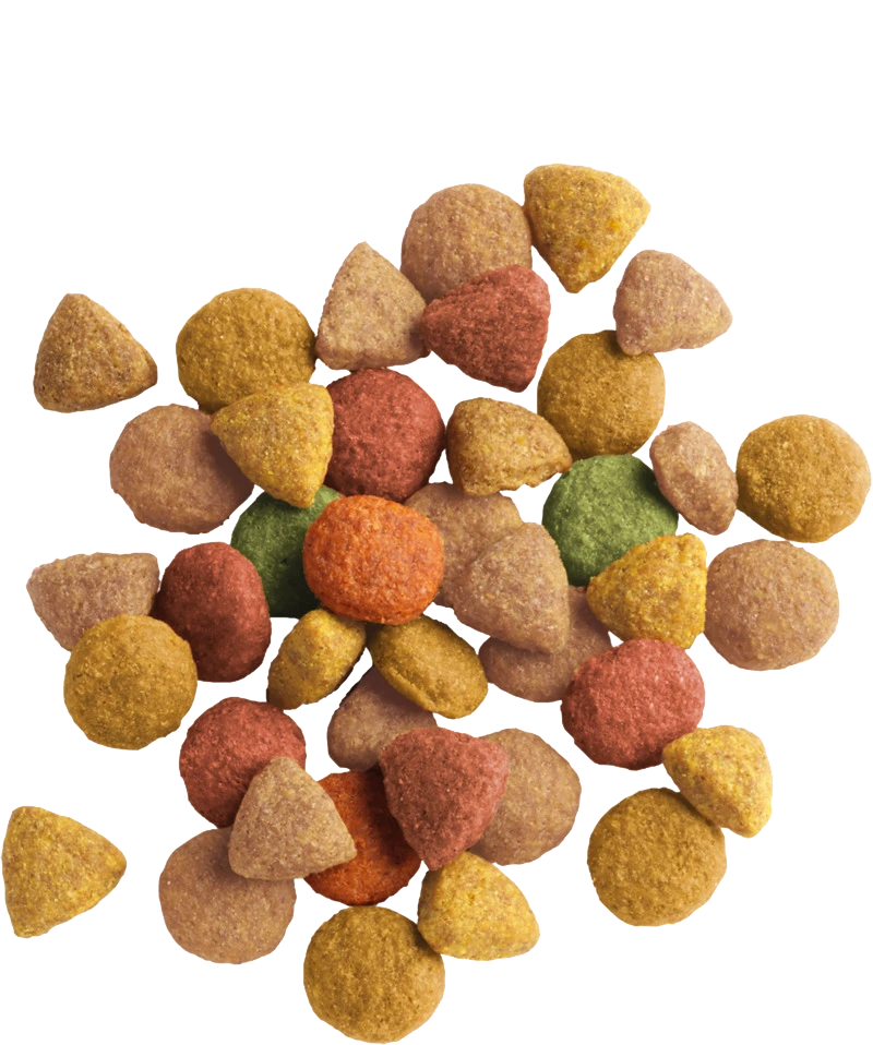 Versele-Laga Lara Adulte Dinde Et Poulet 2kg 4 Versele-Laga Lara Adulte Dinde Et Poulet 2kg – Image 2